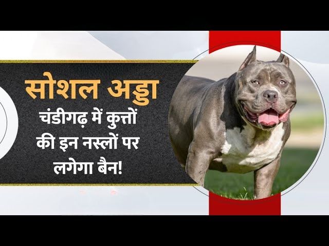 🐶 ਪਾਲਤੂ ਅਤੇ ਆਮ ਕੁੱਤਿਆਂ ਲਈ ਨਵੇਂ ਨਿਯਮ ਲਾਗੂ, 6 ਨਸਲਾਂ ‘ਤੇ ਪਾਬੰਦੀ, ਆਮ ਘਰਾਂ ਚ ਰਖਣੇ ਵੀ ਸੌਖੇ ਨਹੀਂ !